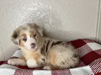 Red Merle Nostra, a male Australian Shepherd for sale in Frostproof, FL – 3 of 6