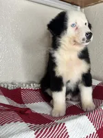 Black Tri Nostra, a male Australian Shepherd for sale in Frostproof, FL – 5 of 7