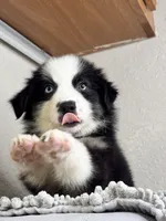 Black Tri Acuarela , a male Australian Shepherd for sale in Frostproof, FL – 2 of 8