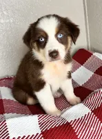 Chocolate Tri Nostra, a female Australian Shepherd for sale in Frostproof, FL – 3 of 7