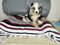 No name, a male Australian Shepherd for sale in Lake Wales, FL – 2 of 6