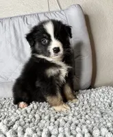 No name, a male Australian Shepherd for sale in Lake Wales, FL – 4 of 5