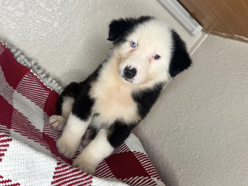 Black Tri Nostra – Australian Shepherd puppy for sale in Frostproof, FL
