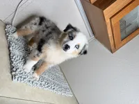 Blue Merle Chipa , a male Australian Shepherd for sale in Frostproof, FL – 3 of 4