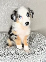 Blue Merle Acuarela, a female Australian Shepherd for sale in Frostproof, FL – 3 of 8