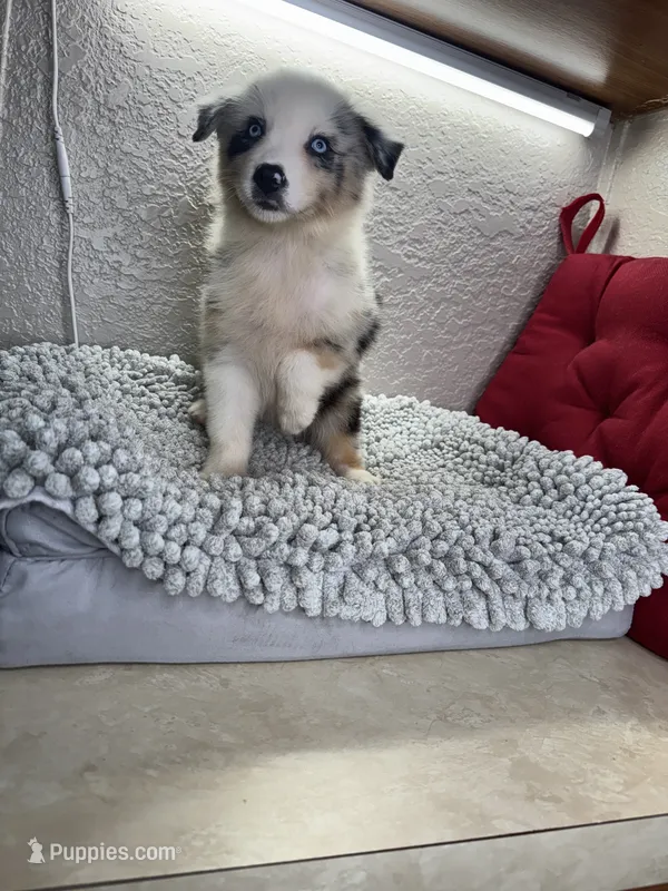 Blue Merle Chipa  – Australian Shepherd puppy for sale in Frostproof, FL