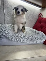 Blue Merle Chipa , a female Australian Shepherd for sale in Frostproof, FL – 1 of 4