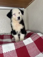 Black Tri Nostra, a male Australian Shepherd for sale in Frostproof, FL – 3 of 7
