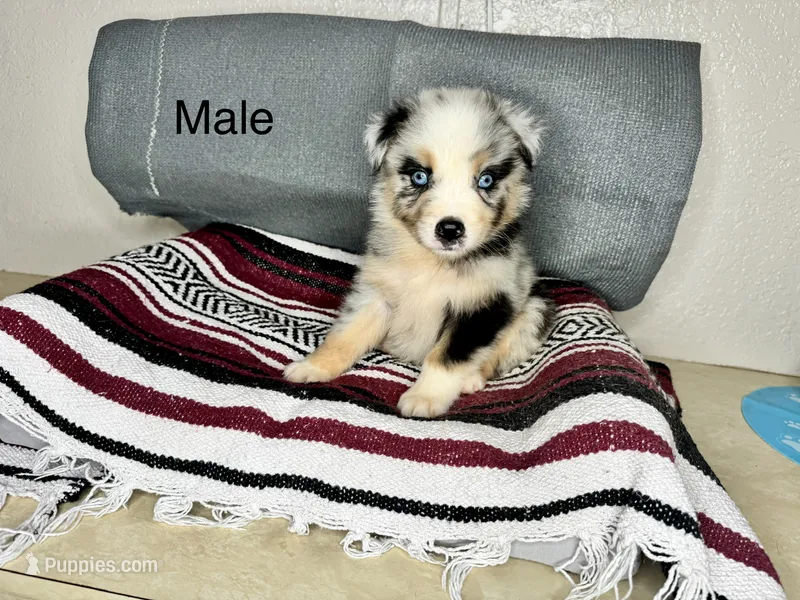 No name – Australian Shepherd puppy for sale in Lake Wales, FL