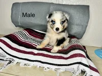 No name, a male Australian Shepherd for sale in Lake Wales, FL – 1 of 6