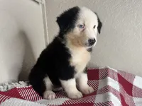 Black Tri Nostra, a male Australian Shepherd for sale in Frostproof, FL – 2 of 7