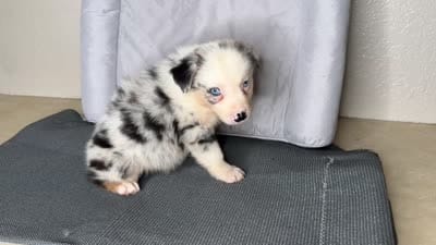 No name, a male Australian Shepherd for sale in Lake Wales, FL – 5 of 5