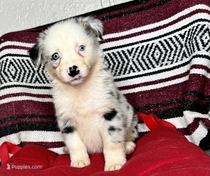 No name – Australian Shepherd puppy for sale in Lake Wales, FL