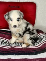 No name, a female Australian Shepherd for sale in Lake Wales, FL – 3 of 5