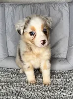 No name, a female Australian Shepherd for sale in Lake Wales, FL – 2 of 6