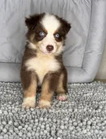 No name, a male Australian Shepherd for sale in Lake Wales, FL – 4 of 4