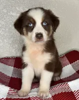 Chocolate Tri Nostra, a female Australian Shepherd for sale in Frostproof, FL – 2 of 7