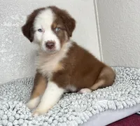 Chocolate Tri Nostra, a male Australian Shepherd for sale in Frostproof, FL – 4 of 6