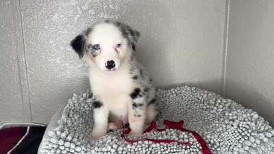 Blue Merle Acuarela, a male Australian Shepherd for sale in Frostproof, FL – 6 of 7