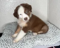 Chocolate Tri Nostra, a male Australian Shepherd for sale in Frostproof, FL – 3 of 6