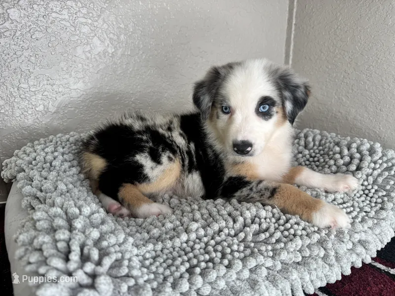 Blue Merle Acuarela – Australian Shepherd puppy for sale in Frostproof, FL