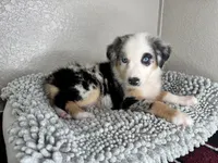 Blue Merle Acuarela, a female Australian Shepherd for sale in Frostproof, FL – 1 of 8