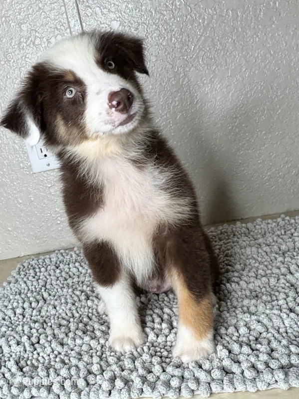 Chocolate tri Chipa – Australian Shepherd puppy for sale in Frostproof, FL