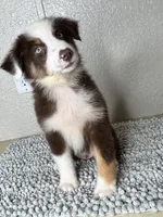 Chocolate tri Chipa, a male Australian Shepherd for sale in Frostproof, FL – 1 of 4