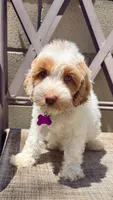 Friends litter , a female Miniature Labradoodle for sale in Fontana, CA – 4 of 6