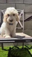 Gunther, a male Australian Labradoodle for sale in Fontana, CA – 1 of 8