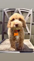 Friends litter , a female Miniature Labradoodle for sale in Fontana, CA – 2 of 6
