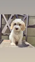 Gunther friends litter , a female Australian Labradoodle for sale in Fontana, CA – 2 of 4
