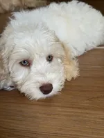 Gunther, a male Australian Labradoodle for sale in Fontana, CA – 8 of 8