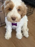 Monica purple collar , a female Australian Labradoodle for sale in Fontana, CA – 3 of 3