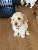 Gunther, a male Australian Labradoodle for sale in Fontana, CA – 5 of 8