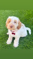 Friends litter , a female Miniature Labradoodle for sale in Fontana, CA – 3 of 6