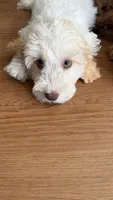 Gunther, a male Australian Labradoodle for sale in Fontana, CA – 2 of 8
