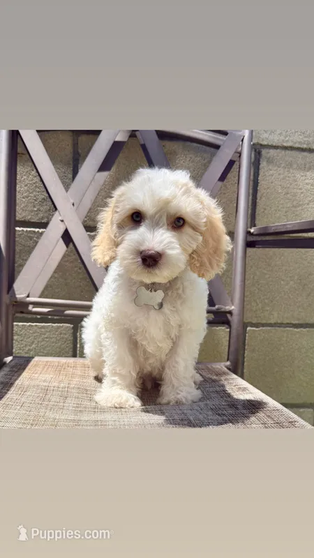 Friends litter  – Miniature Labradoodle puppy for sale in Fontana, CA