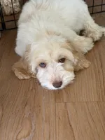 Gunther, a male Australian Labradoodle for sale in Fontana, CA – 7 of 8