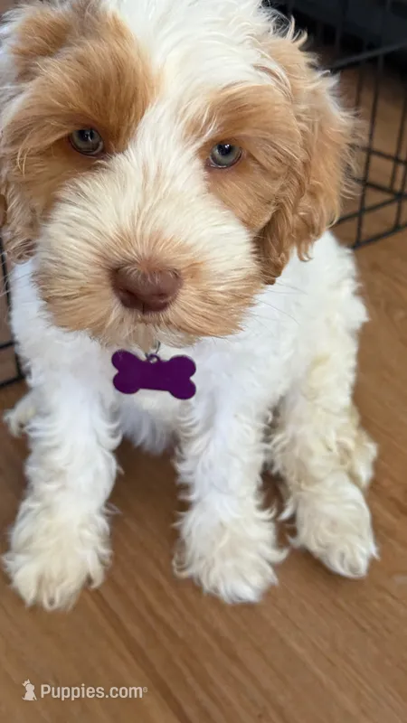 Monica purple collar  – Australian Labradoodle puppy for sale in Fontana, CA