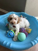 Monica purple collar , a female Australian Labradoodle for sale in Fontana, CA – 2 of 3