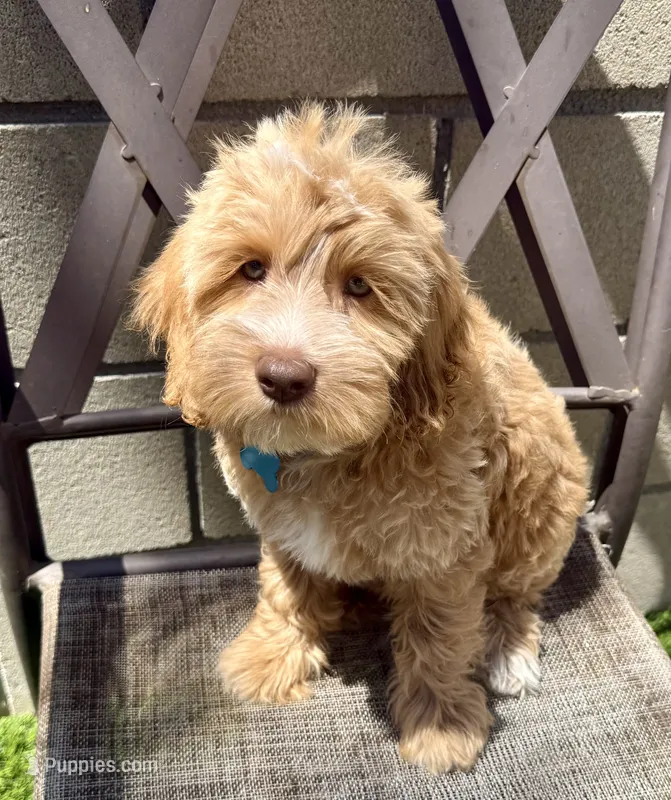 Light blue collar  – Miniature Bernedoodle puppy for sale in Fontana, CA