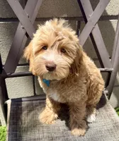 Light blue collar , a female Miniature Bernedoodle for sale in Fontana, CA – 1 of 1