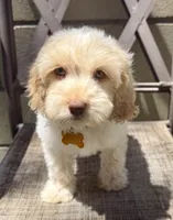 Friends litter , a female Miniature Labradoodle for sale in Fontana, CA – 5 of 6