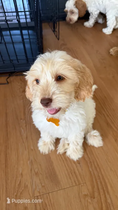 Gunther friends litter  – Australian Labradoodle puppy for sale in Fontana, CA