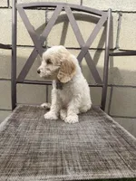 Gunther friends litter , a female Australian Labradoodle for sale in Fontana, CA – 4 of 4