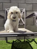 Friends litter , a female Miniature Labradoodle for sale in Fontana, CA – 6 of 6