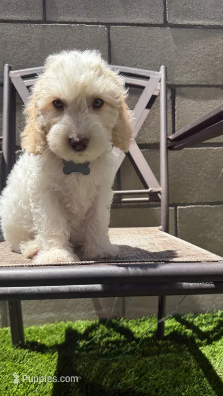 Gunther friends litter  – Australian Labradoodle puppy for sale in Fontana, CA
