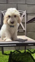 Gunther friends litter , a female Australian Labradoodle for sale in Fontana, CA – 1 of 4