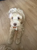 Gunther, a male Australian Labradoodle for sale in Fontana, CA – 4 of 8
